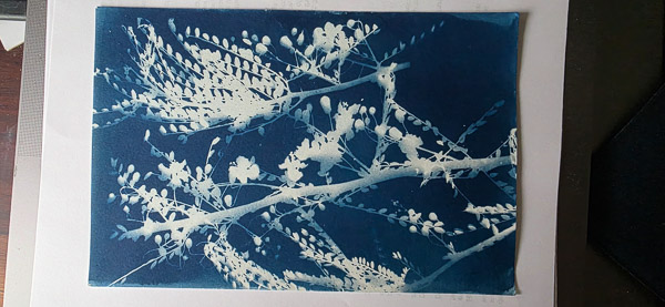 Cyanotypes
